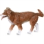 Изображение PAPO Собака австралийская овчарка коричневый