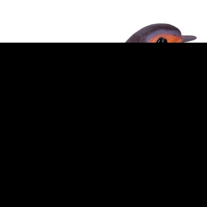 Изображение MOJO Птица зарянка