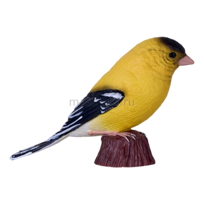 Изображение MOJO Птица щегол американский